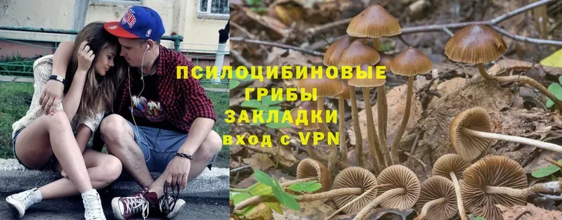 Галлюциногенные грибы Psilocybe Котельники