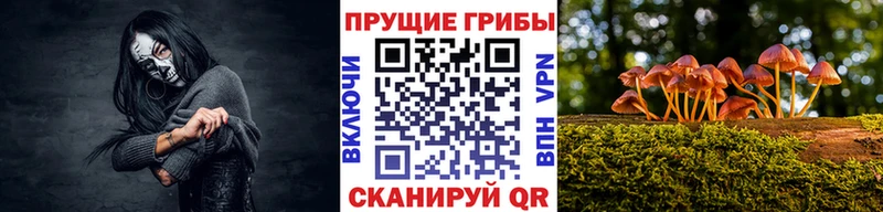 где купить наркотик Котельники Псилоцибиновые грибы Psilocybe